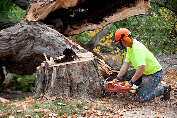 Why Choose Our Tree Removal Services in Moody, AL?