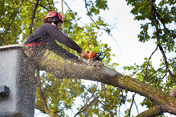 Reliable Moody, AL Tree Services Solutions